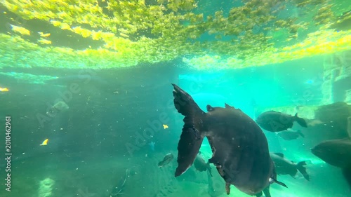 Les poissons