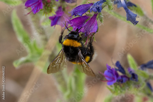 Eine Erdhummel saugt an einer lila Blüte des Gewöhnlichen Natterkopf
