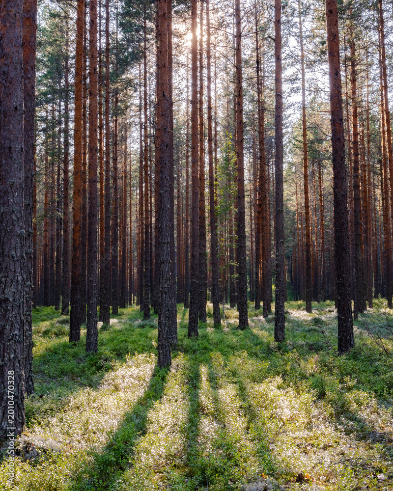 Fototapeta premium Pine forest in Norway