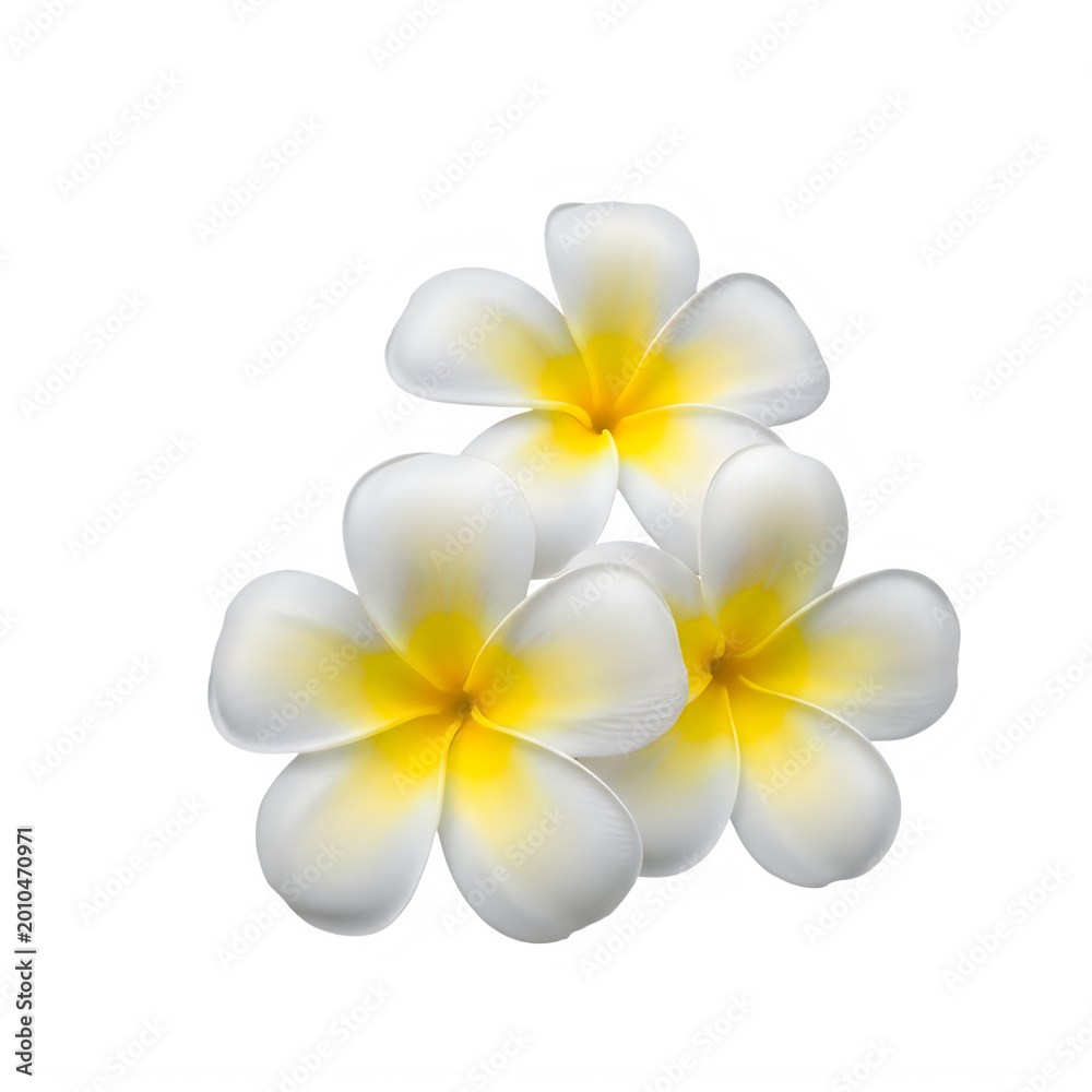 Fototapeta premium Beautiful white and yellow plumeria flowers isolated on transparent background, isolated on white background