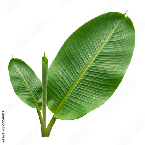 Fresh green tropical leaves on a stem isolated on transparent background, isolated on white background