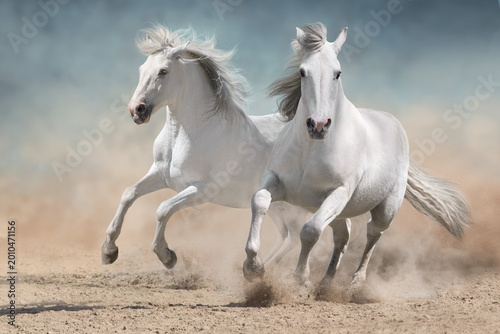 Two White horse free run