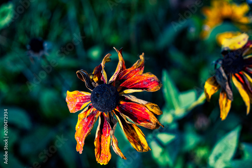 Bild auf Leinwand Wilting rudbeckia flower with red and yellow petals in late season