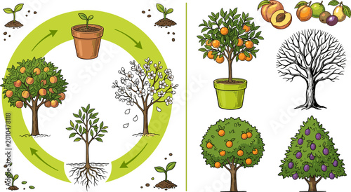 Canvastavla Fruit Tree Seasonal Life Cycle Vector Illustration Set Featuring Growth Stages F