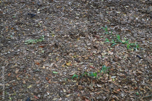Fotografie Low Ground Cover of Leaf Litter and Small Green Plants in