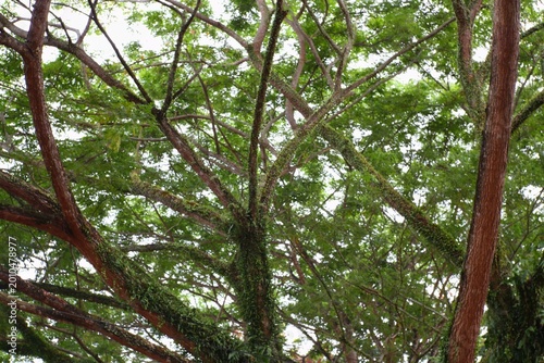 Tableau sur toile Lush green tree with abundant foliage and twisting