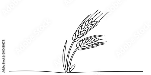 Photos Simple line drawing of two wheat stalks isolated on white background, Vector, il