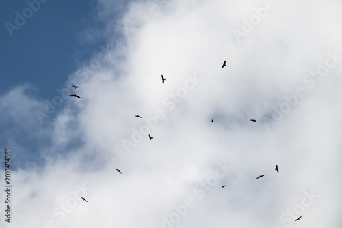 Photos Black Kites in the sky.