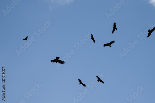 Tableau sur toile Black Kites in the sky.
