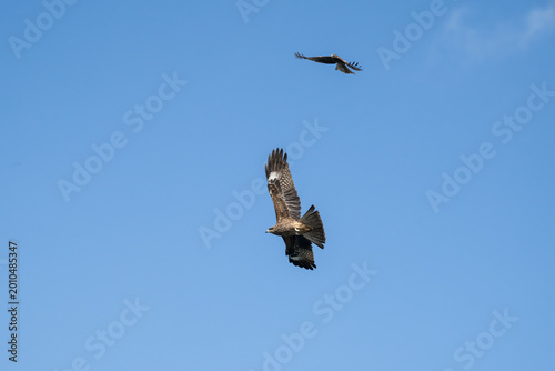Картината върху платно Black Kites in the sky.