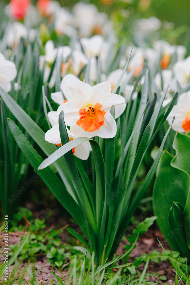 Fototapeta premium White daffodil flower with orange center and green leaves