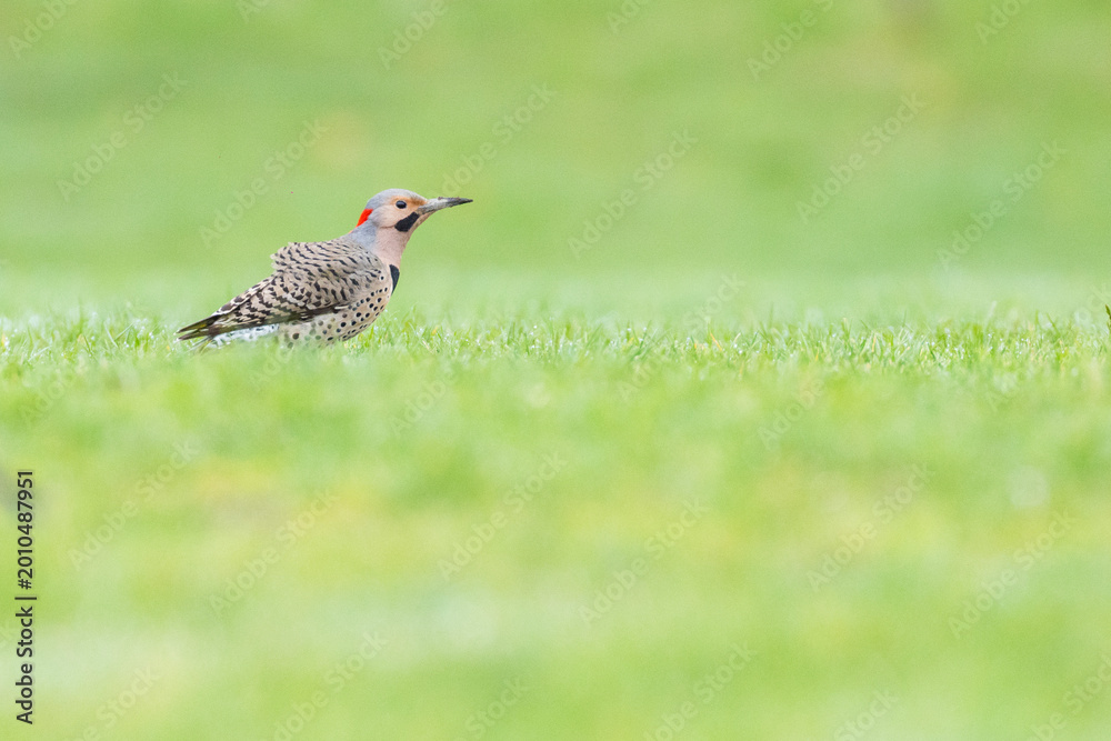 Fototapeta premium Male northern flicker or common flicker (Colaptes auratus) in spring