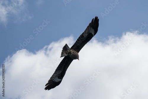Foto A Black Kite in the sky.