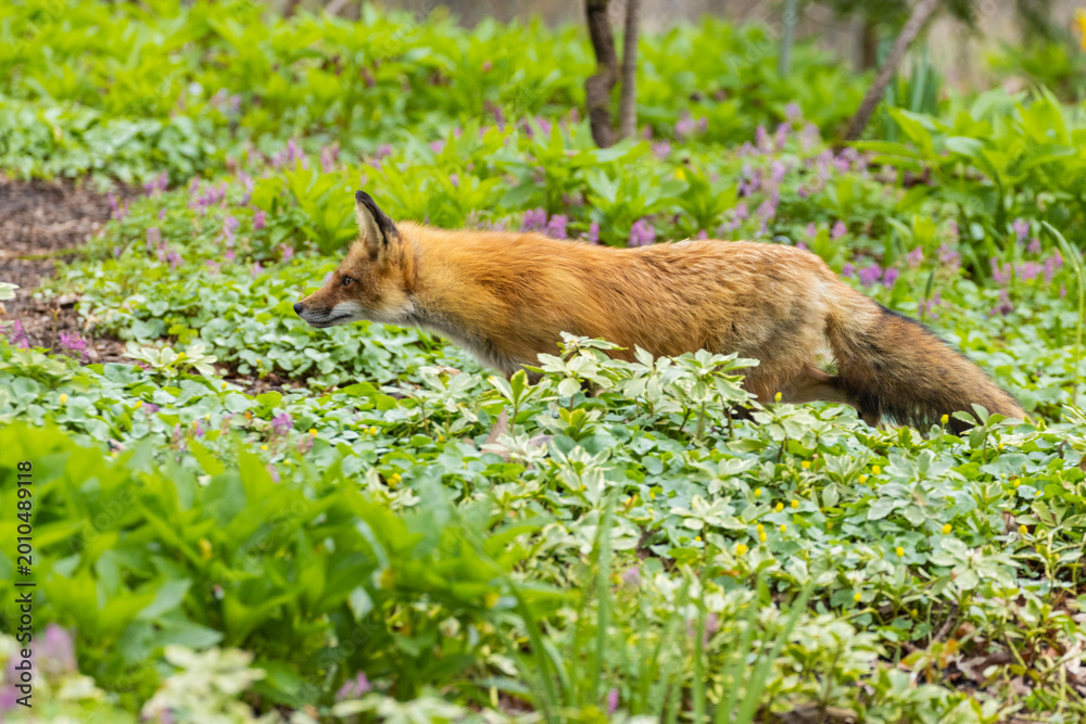 Fototapeta premium Mother Fox hunting squirrels in spring