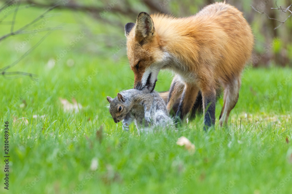 Fototapeta premium Mother Fox hunting squirrels in spring