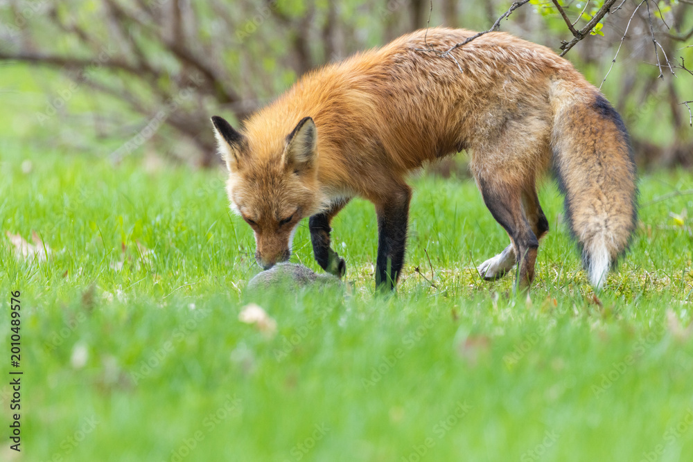 Fototapeta premium Mother Fox hunting squirrels in spring