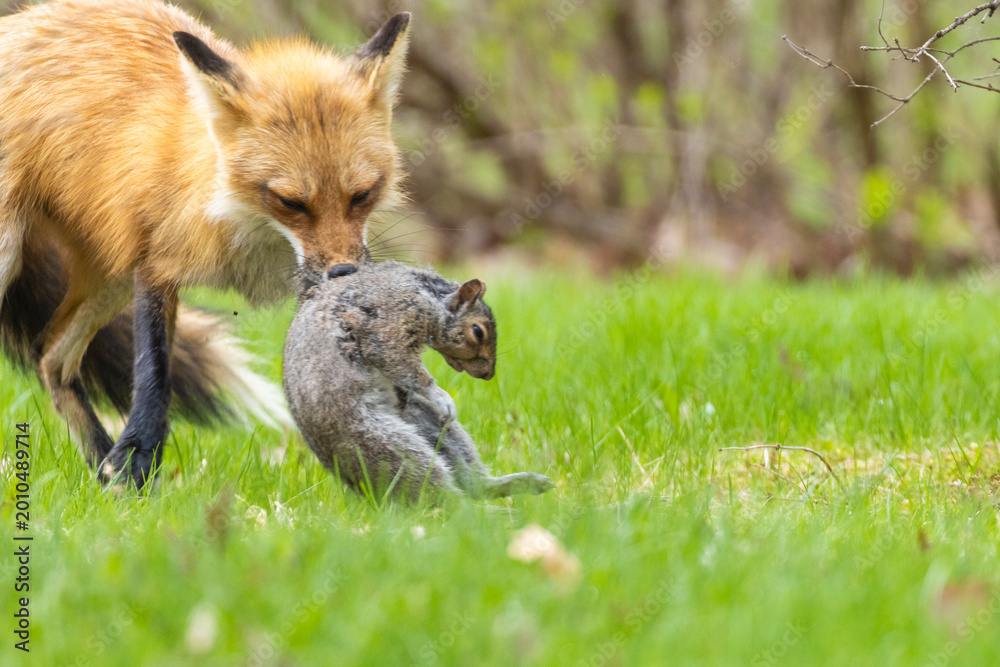 Fototapeta premium Mother Fox hunting squirrels in spring