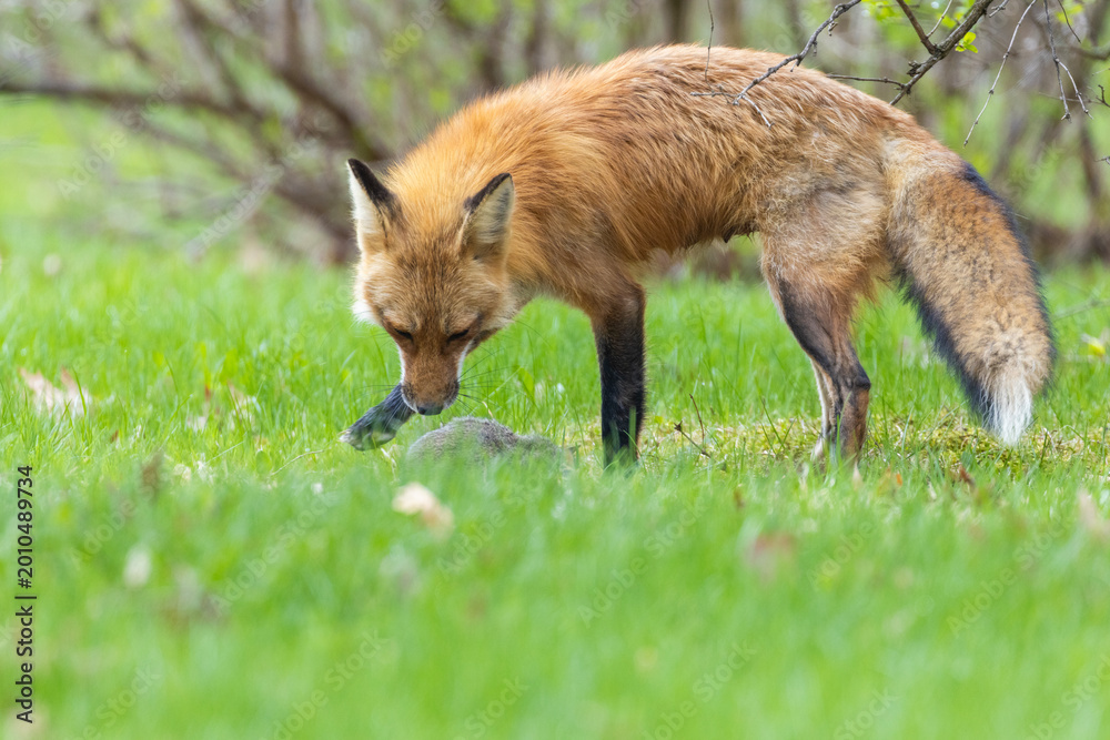 Fototapeta premium Mother Fox hunting squirrels in spring