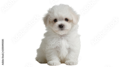 Quadro su tela Fluffy white bichon frise puppy sitting, isolated on transparent background