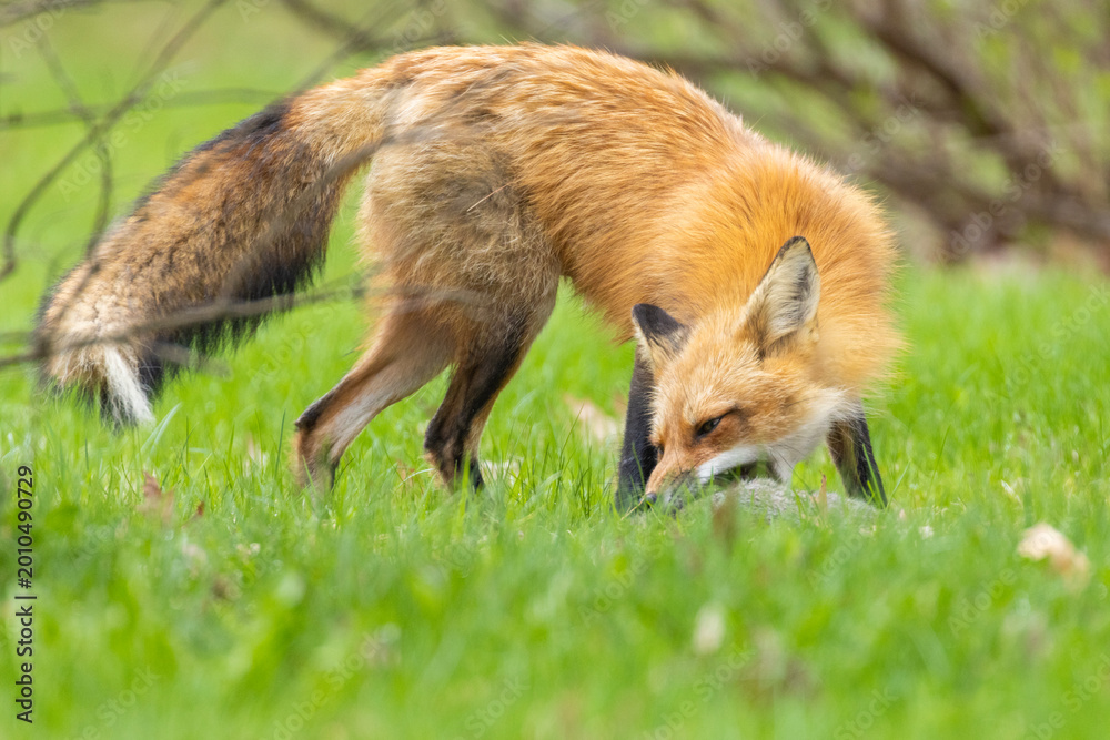 Fototapeta premium Mother Fox hunting squirrels in spring