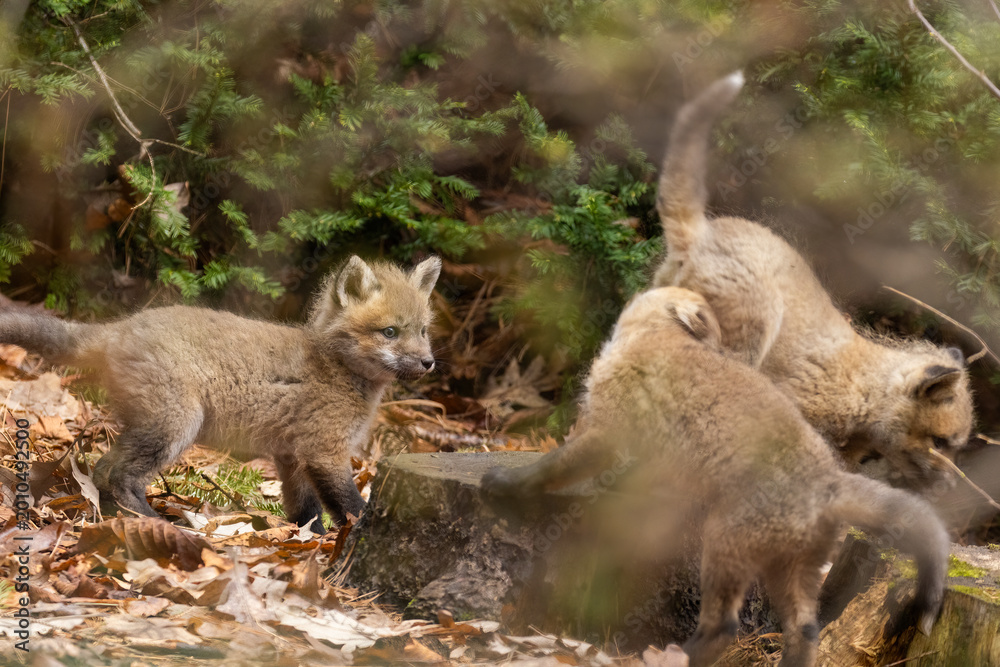 Fototapeta premium Babies fox in spring, Quebec, Canada