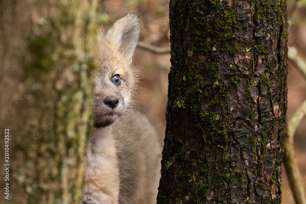 Fototapeta premium Babies fox in spring, Quebec, Canada