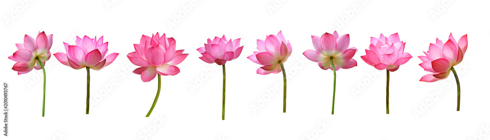 Fototapeta premium pink tulips on white background