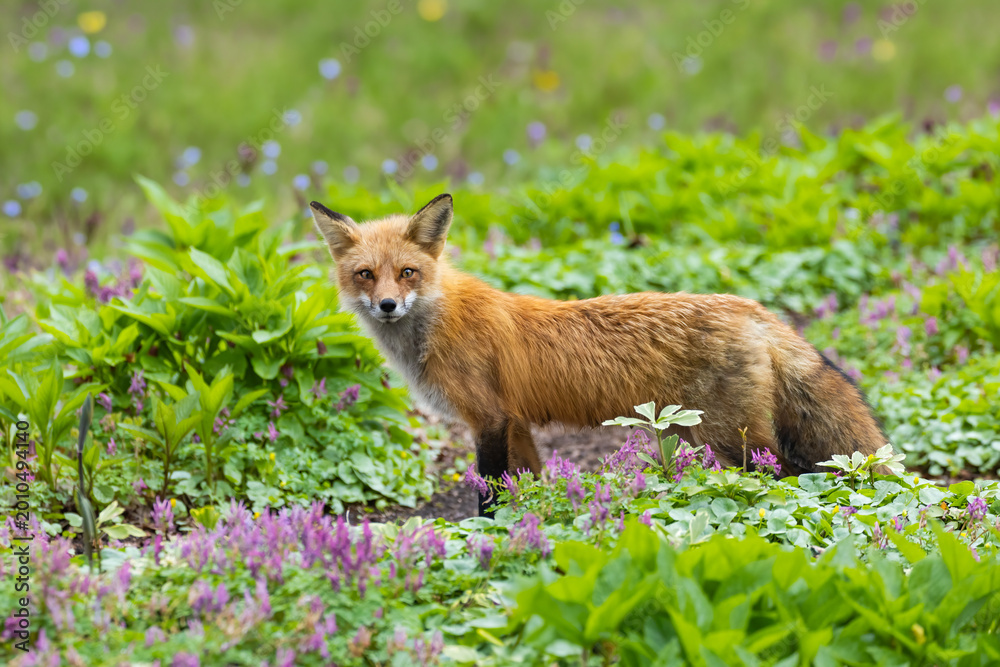 Fototapeta premium Mother Fox hunting squirrels in spring