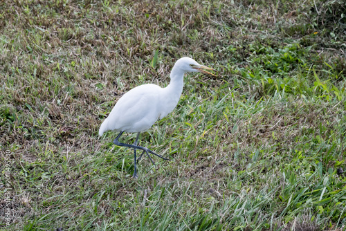 Cuadro en lienzo A beautiful Cattle Egret.