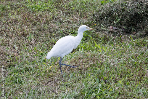 Fotografía A beautiful Cattle Egret.