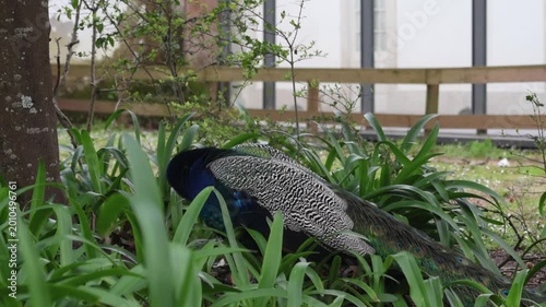 Beautiful blue peacock feeding in a public garden