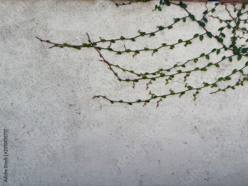 Foto Climbing Green Vine on Stucco Wall: An organic dark green creeping vine spreading across a white textured stucco wall showcasing a beautiful minimalist nature backdrop
