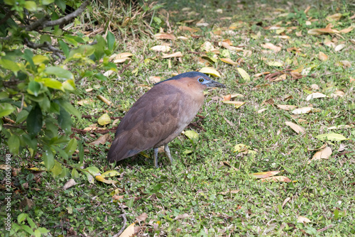 Tableau sur toile A Malayan night heron (Gorsachius melanolophus) on the grassland.