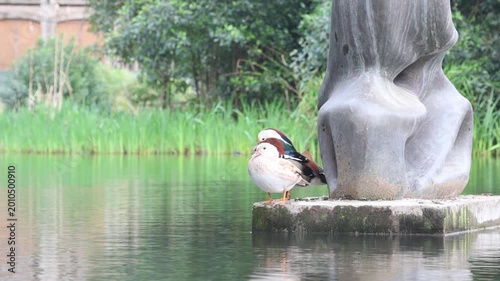 Two mandarin ducks standing near a sculpture in Dom Carlos I Park