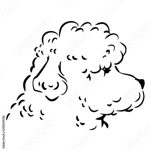 Konstfotografi Playful poodle silhouette design