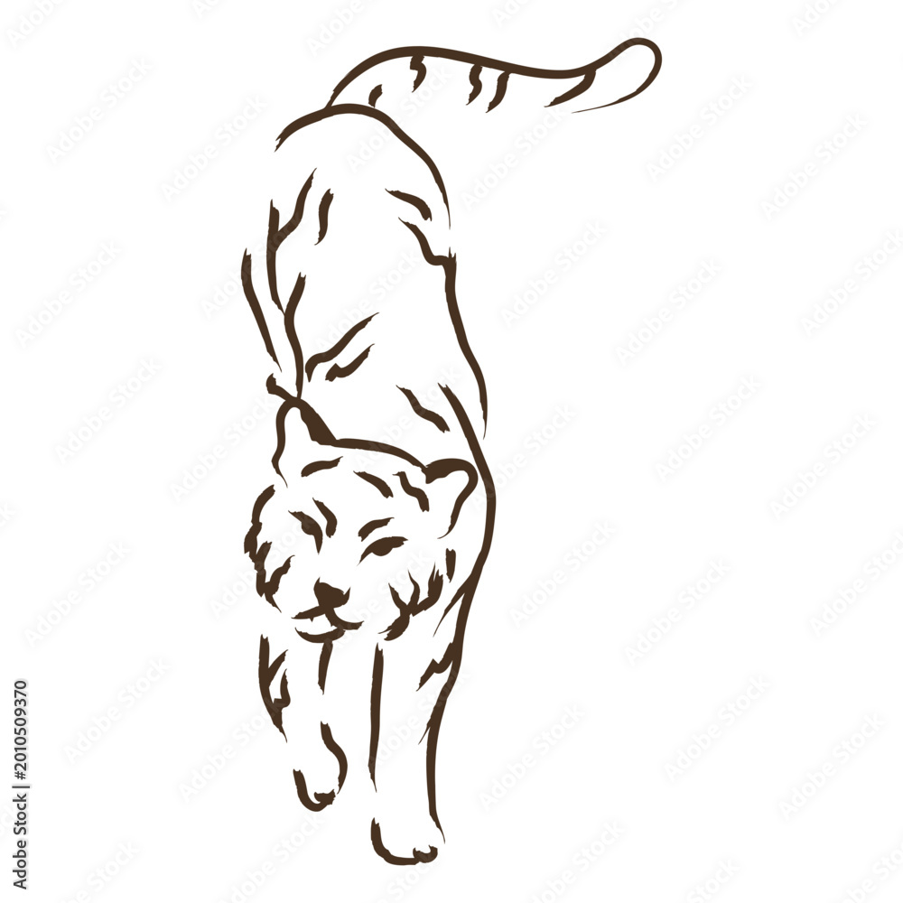 Obraz premium Brown cat walking