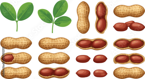 Fotografie Peanut Graphic Element Set Featuring Raw Groundnuts in Shell Kernels and Green L