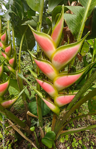Obraz na plátne Vibrant pink and green heliconia flowers growing in a tropical garden, captured
