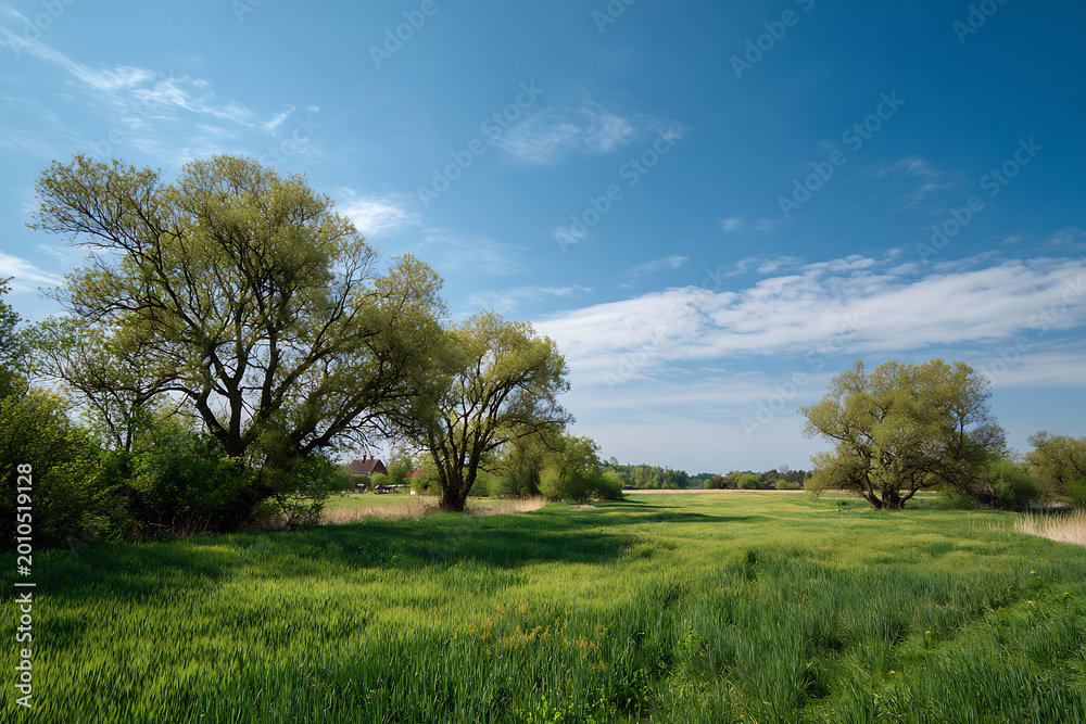 Fototapeta premium Expansive Green Field with Majestic Trees Under a Bright Blue Sky, Rural House in Distance