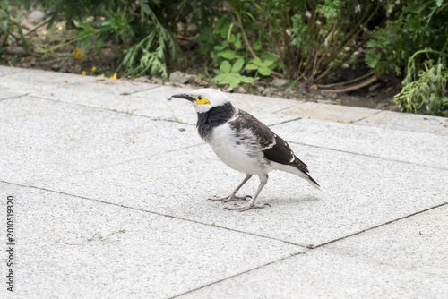 A black-collared starling bird.(Gracupica nigricollis)