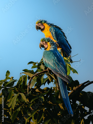 Pair of blue-and-yellow macaws (Ara ararauna) perched on a tree branch against a clear blue sky. Vibrant tropical birds with strong colors in natural habitat.