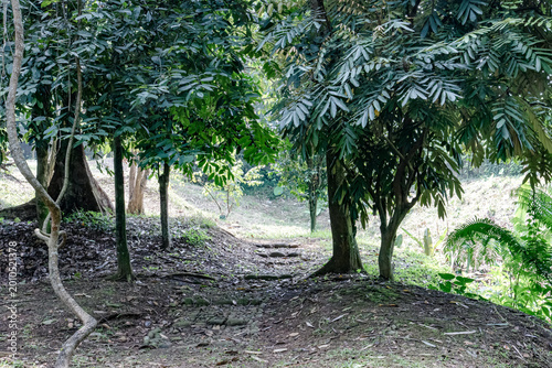 Obraz na plátne Fresh glossy tropical leaves reflecting soft sunlight