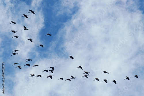 Migrating Flock of Common Cranes (Grus grus) in Formation