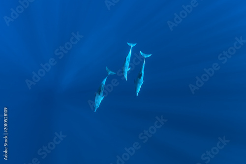 Photography three dolphins swimming in electric blue water seen from above.