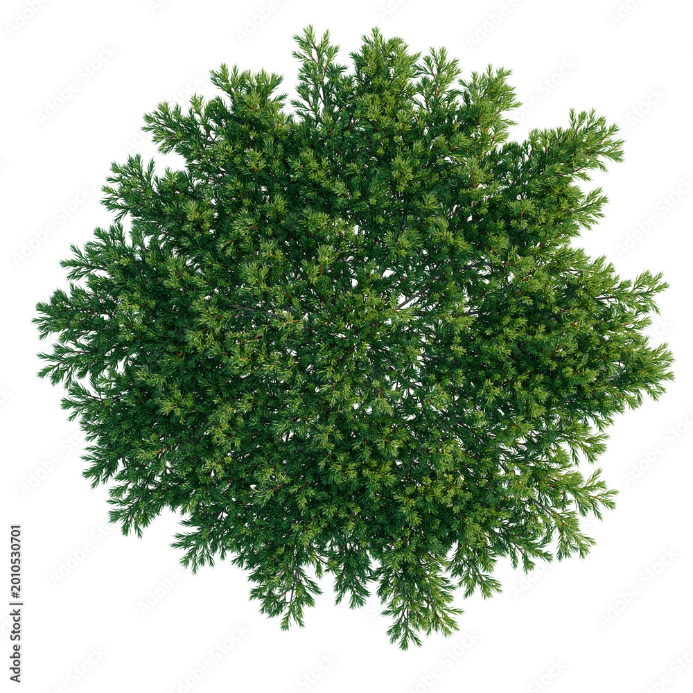 Obraz premium Juniperus procumbens tree plan, top view, cutout, transparent background, isolate, Detailed Green Pine Tree Branch with Needles, Realistic Rendering, Nature Close-up