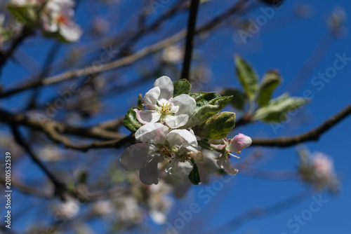 Beautiful white apple blossoms against a clear deep blue sky in spring.
