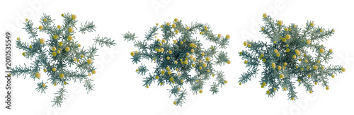 Obraz na płótnie Santolina chamaecyparissus tree plan, top view, cutout, transparent background,