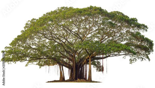 Tableau sur toile Mature sprawling Banyan tree with aerial roots and dense green foliage