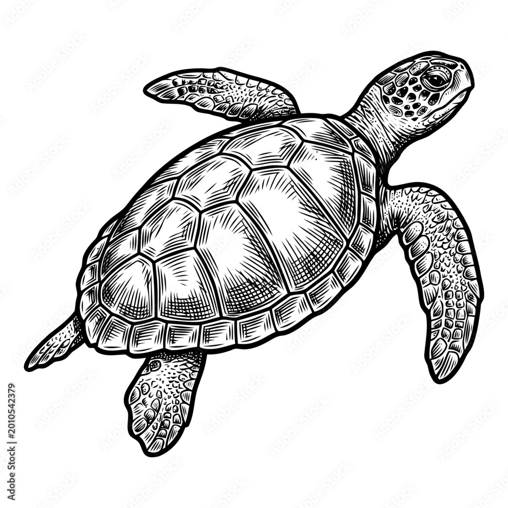 Fototapeta premium A detailed illustration of a sea turtle swimming in the ocean water.