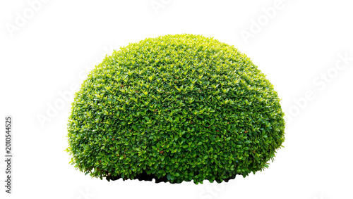 Valokuva Rounded manicured green shrubbery plant with dense foliage